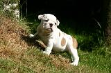 BULLDOG ANGLAIS 226